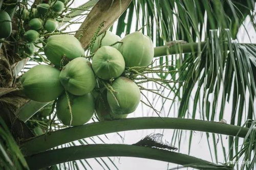 萬(wàn)物皆可椰,誰(shuí)能 比椰 到最后