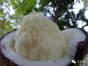 美食 只知道喝椰子水的你們, 椰子心 吃過(guò)嗎